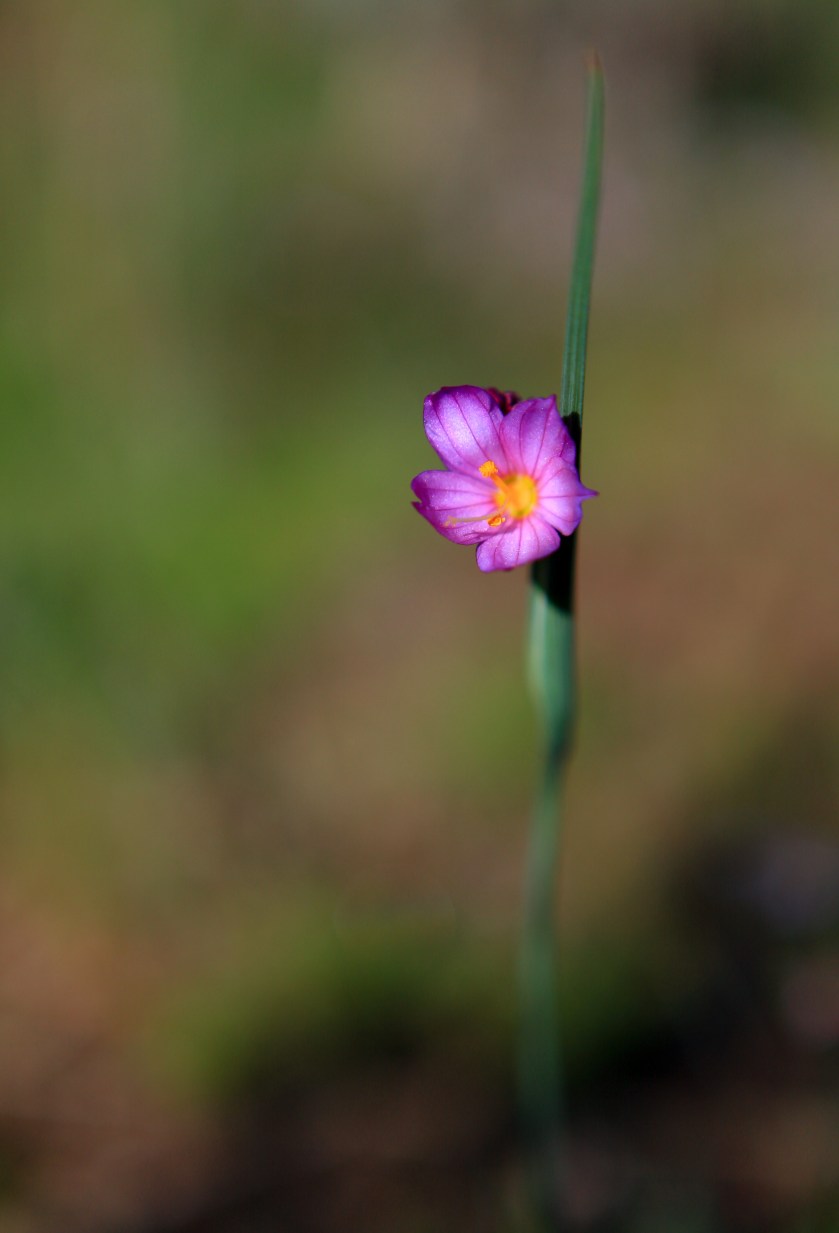 Flowers along the Gray Butte trail on Weds. April 13, 2016