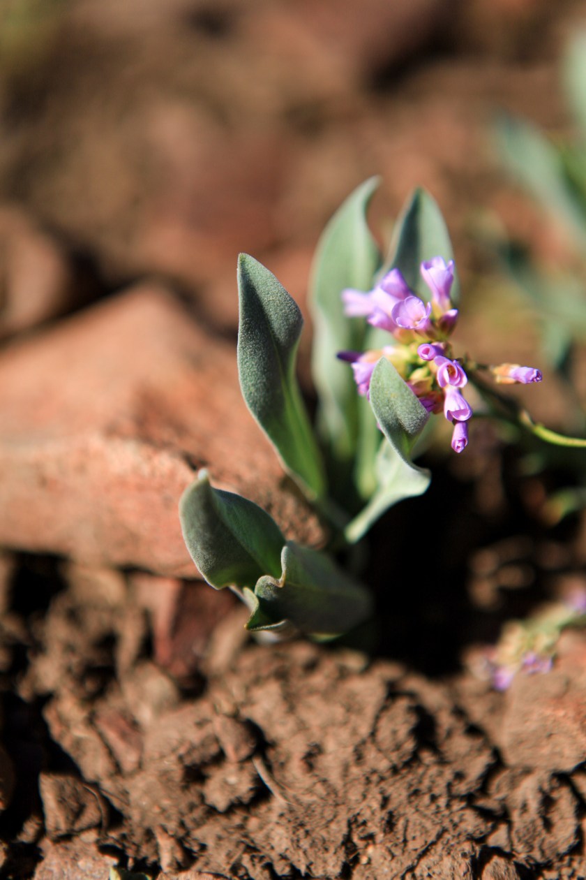 Flowers along the Gray Butte trail on Weds. April 13, 2016