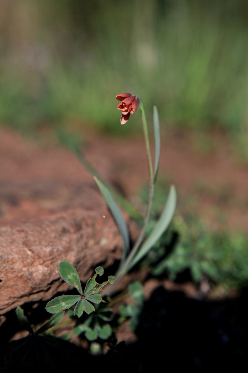 Flowers along the Gray Butte trail on Weds. April 13, 2016