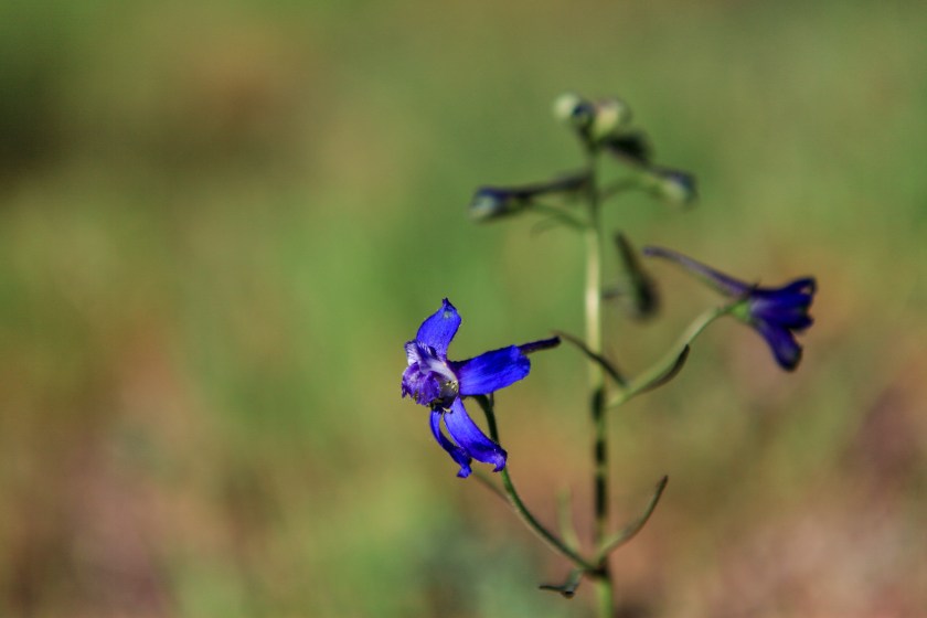 Flowers along the Gray Butte trail on Weds. April 13, 2016