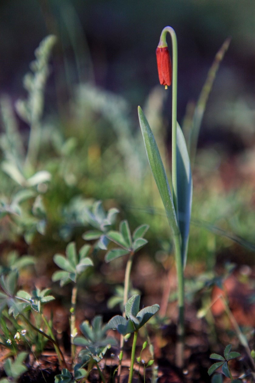 Flowers along the Gray Butte trail on Weds. April 13, 2016