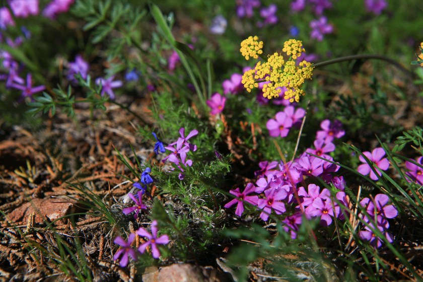 Flowers along the Gray Butte trail on Weds. April 13, 2016