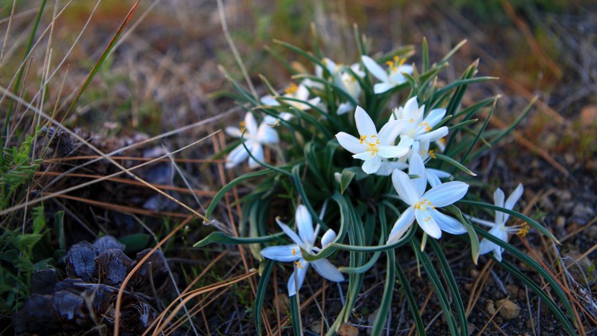 shasta_040816_hodzic-22