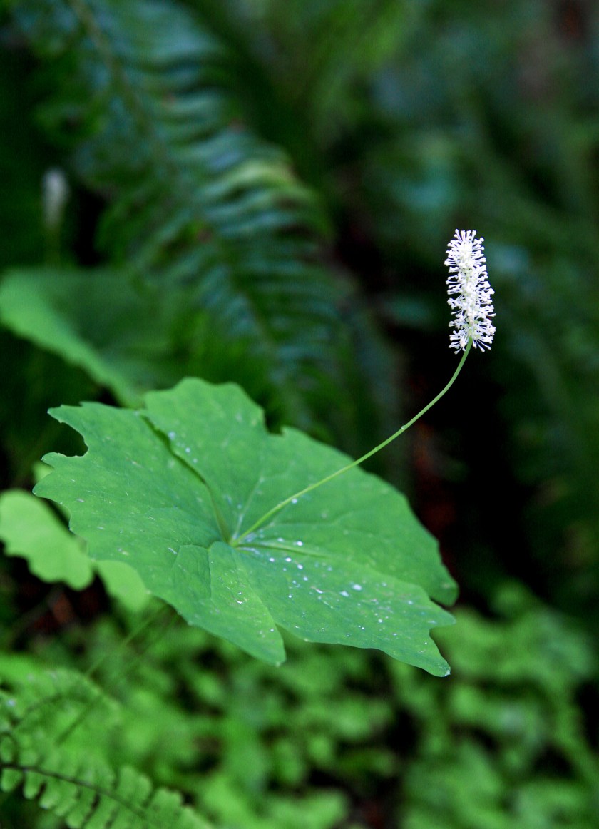 Vanilla leaf (Achlys triphylla)