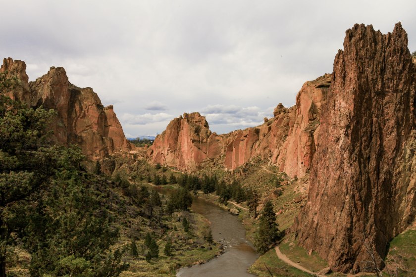 Flowers along the Gray Butte trail on Weds. April 13, 2016