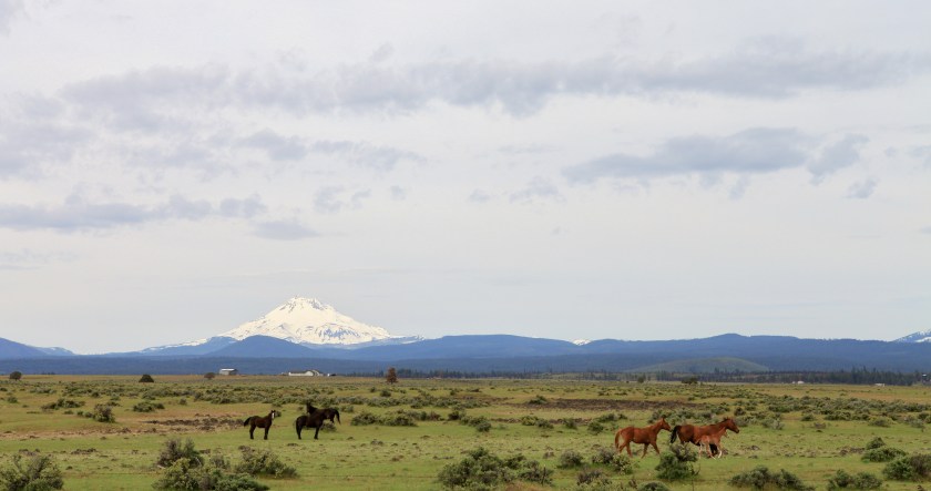 squamishdrive_050316_hodzic-19