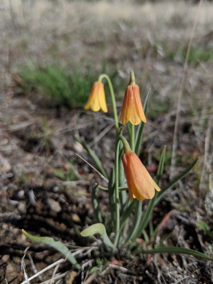 Maker:S,Date:2017-12-15,Ver:6,Lens:Kan03,Act:Lar02,E-Y