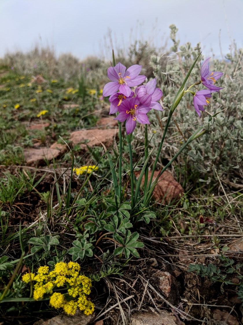 Maker:S,Date:2017-12-15,Ver:6,Lens:Kan03,Act:Lar02,E-Y