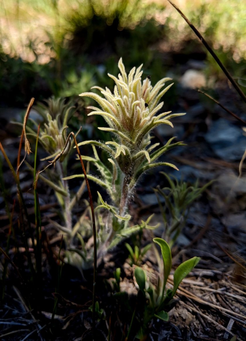 36379001_10156625721434180_4134940078726184960_o