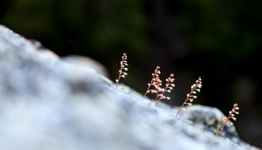 Glacial heritage preserve as seen on May 15, 2017.