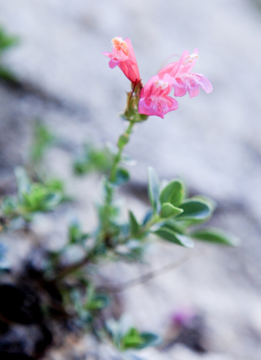 Glacial heritage preserve as seen on May 15, 2017.