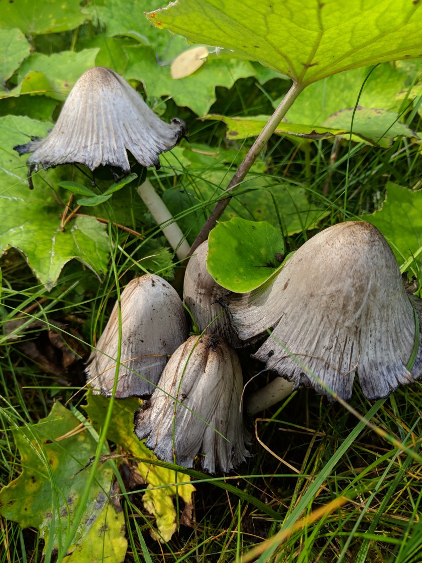 MVIMG_20180913_150447